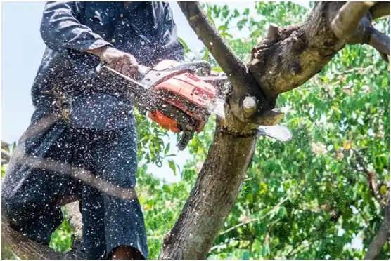tree services Enosburg Falls